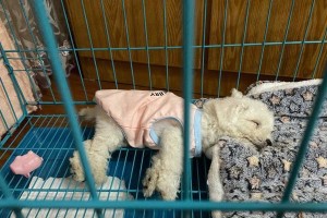 比熊犬刚出生能否洗澡？（宠物初生阶段的清洁方式、宠物护理建议）