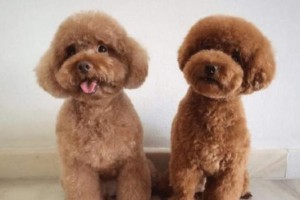 泰迪犬之珍稀色彩（探究泰迪犬不同颜色的价格差异与特点）