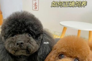 如何科学地饲养和训练你的泰迪犬（以爱宠为主，让泰迪健康快乐成长）