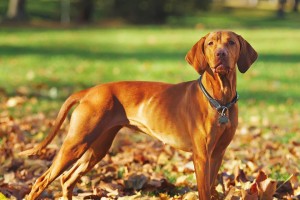 以维兹拉犬为宠物的饲养方法（打造健康快乐的宠物生活）