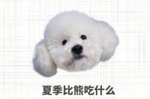 以比熊能吃哪些水果？（详细介绍比熊可以安全食用的水果种类及注意事项）
