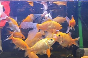选择什么饲料养鱼更好？（从饲料选择到养殖管理，打造优质养鱼的秘诀）