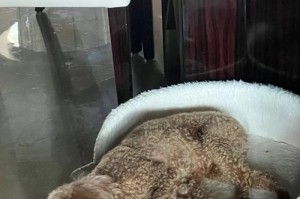 泰迪狗成长过程中两腿走路的时间（泰迪狗两腿行走的发展及关键因素探究）