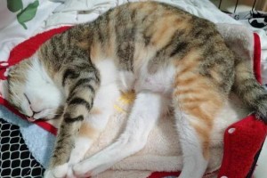 猫咪的饮食需求与健康——以猫吐喂点什么为主题（探索猫咪的饮食习惯，为它们提供营养均衡的饮食）