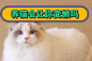 幼猫何时开始变懒？（探索幼猫行为发展的阶段与转变）