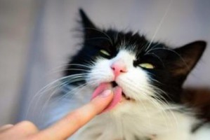 猫咪为何喜欢舔人腋下？（探秘猫咪舔腋下的原因和意义）