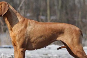 罗得西亚脊背犬的饲养方法（打造健康快乐的罗得西亚脊背犬生活）