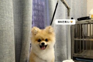 以博美吃什么发毛（了解博美的饮食需求，让它拥有健康亮丽的毛发）