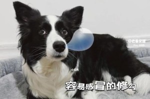 灵兽犬发情期的管理（如何让宠物渡过犬发情期？）