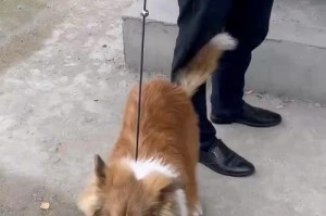 人与狗（探索人类与狗类密不可分的亲密关系及其原因）