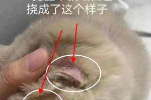 猫癣（探索猫癣发病原因与防治措施）
