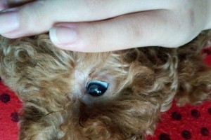 泰迪为什么老是有眼屎？（了解原因及有效预防措施）