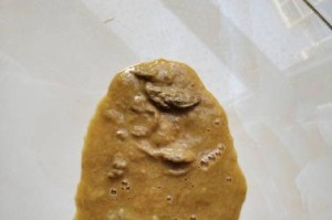 细小病毒（细小病毒症状的详细分析及防范措施）