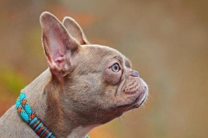 法斗犬的眼睛颜色揭秘（探寻法斗犬眼睛颜色的奥秘）