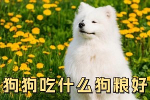 如何选择适合贵宾犬的狗粮（贵宾犬狗粮品牌推荐及关键要素分析）