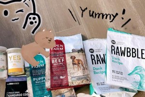 泰迪犬4个月的饮食指南（为您的宝贝泰迪提供健康和营养的饮食）