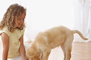 小金毛犬的训练秘籍（以宠物为主，让你的小金毛成为乖巧听话的“好孩子”）