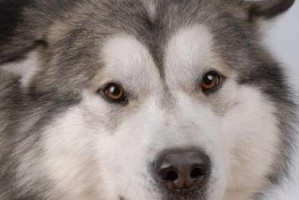 探究阿拉斯加犬的优缺点（挑战与魅力并存）