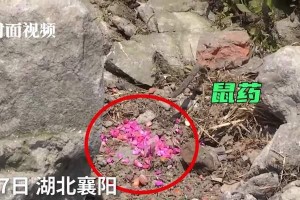 唔食老鼠药的危害与影响（了解唔食老鼠药的后果和预防方法）