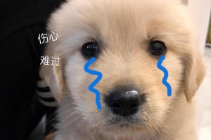 狗狗耷拉耳朵的原因及影响（揭秘狗狗耷拉耳朵的奥秘）