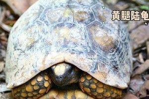 陆龟的特征和生活习性（探索陆龟的奇妙世界）