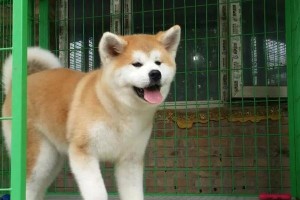 秋田犬掉毛原因及护理方法（宠物秋田犬掉毛原因分析和正确的护理方法）