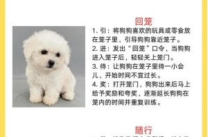 宠物狗怀孕、生产和产后期铲屎官需知（关注狗狗的身体变化，提供专业护理关怀）