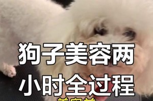 泰迪狗的产后护理指南（洗澡时间、频率和注意事项）