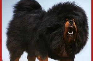 獒王（探寻獒王的品种之谜）