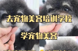 如何迅速掌握宠物美容技巧？（揭秘宠物美容的关键要素及训练建议）