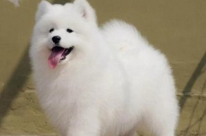了解纯种萨摩耶犬的特点与魅力（揭秘萨摩耶犬）