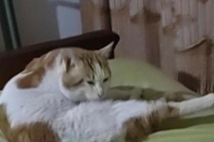 怀孕的猫如何准备产前环境？（为猫咪的顺利分娩做好充分准备）