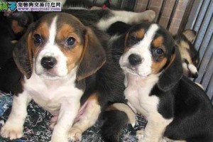 全面了解米格鲁猎犬饲养方法（从饲养环境到饮食调理，一步步带你成为优秀的狗主人）