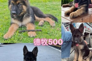 以德牧羊水破多久生？（羊水破裂是生产的信号，但时间并不是唯一标准）