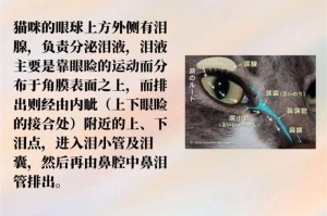 为什么猫喜欢舔人鼻子？（探寻猫咪舔人鼻子的原因与意义）