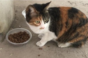 流浪猫咪的饮食指南（了解流浪猫咪的食物需求及适合它们的食物种类）