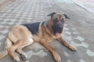 以德牧一般起什么名字？（探索德国牧羊犬的命名方式及背后的意义）