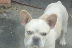 探索短毛短尾犬的多样性（了解不同品种的短毛短尾犬以及它们的特点和特征）