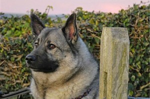 如何科学地喂养2个月龄的挪威猎犬（宠物护理必知，从饮食开始）