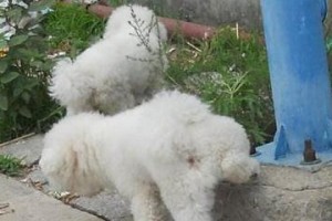 比熊为何经常憋尿？（探索比熊憋尿习惯的原因和影响）
