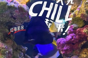 白点吊的饲养方法（从选购到养殖，教你轻松打造高质量白点吊水族馆）