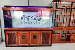 养龙鱼缸的讲究（打造理想的龙鱼家园，关注鱼儿的健康与快乐）