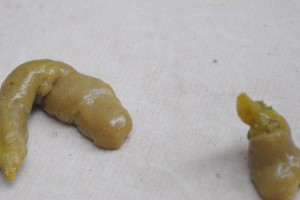 金毛的大便状况（金毛大便的特征与健康提示）