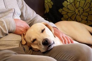 为什么狗每天喜欢睡床下？（揭开狗狗喜欢睡床下的神秘面纱）