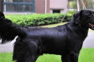 平毛寻回猎犬的饲养方法（全面了解平毛寻回猎犬，打造健康快乐的犬只生活）