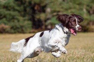 如何保养你的英国史宾格犬的牙齿（从狗狗牙齿的重要性说起）