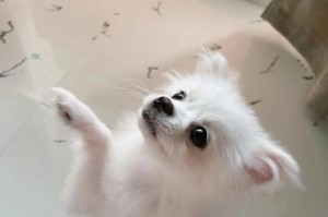 揭秘博美尾巴下垂的原因（了解博美尾巴下垂背后的原因与解决方法）