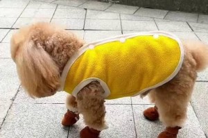 为什么狗狗喜欢鞋子？（探寻狗狗对鞋子的喜爱与行为背后的原因）