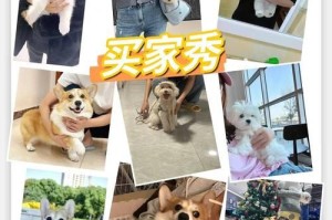 纯种日本柴犬价格一览（揭秘纯种日本柴犬价格，）
