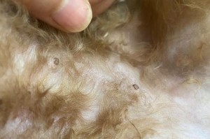 狗狗配种后多久怀孕？（探索狗狗的配种周期及怀孕时间）